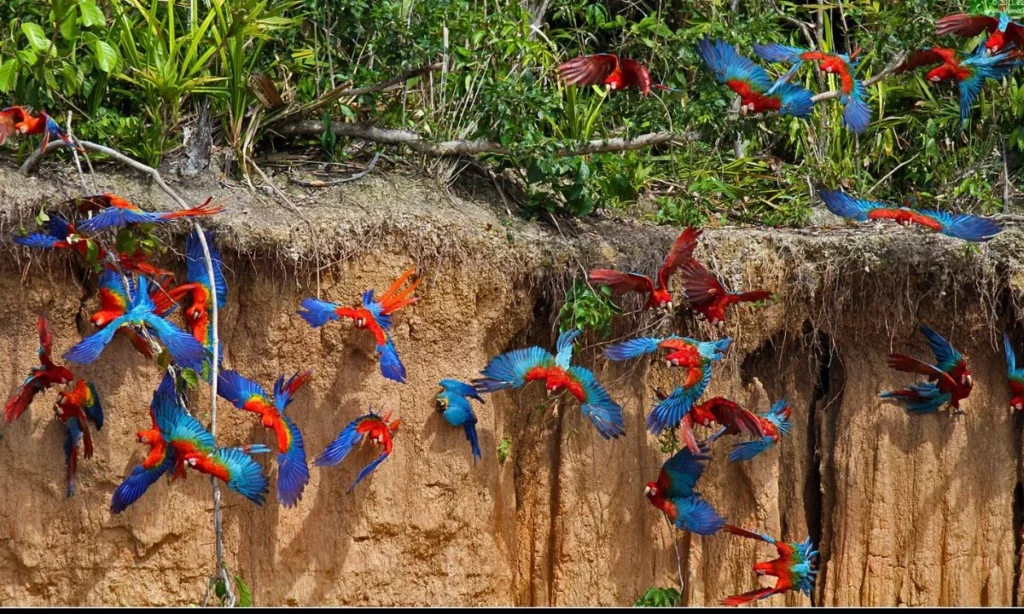 Tambopata Tour Macaw Clay Lick Chuncho – 3 days