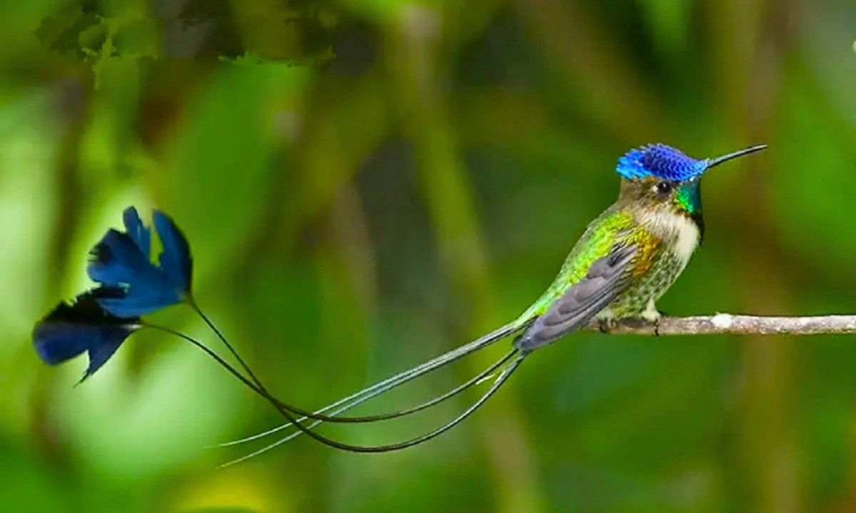 Les meilleurs sites d’observation des oiseaux en Amazonie péruvienne