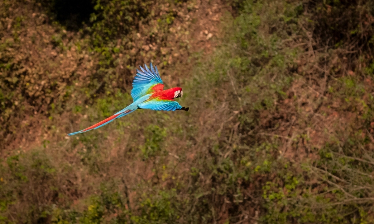 4 Species of Macaws in the Tambopata Rainforest: Puerto Maldonado