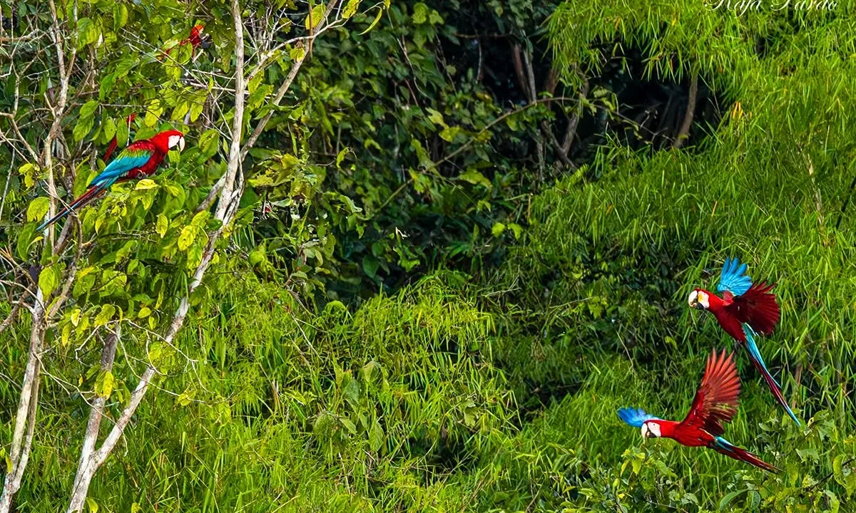 4 Species of Macaws in the Tambopata Rainforest: Puerto Maldonado 4 Species of Macaws in the Tambopata Rainforest: Puerto Maldonado