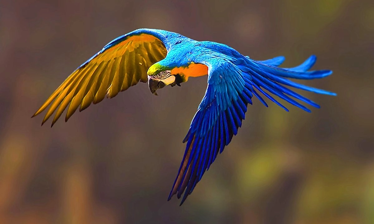 Les meilleurs sites d’observation des oiseaux en Amazonie péruvienne Les meilleurs sites d’observation des oiseaux en Amazonie