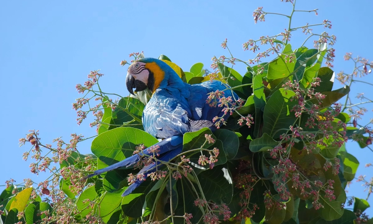 4 Species of Macaws in the Tambopata Rainforest: Puerto Maldonado 4 Species of Macaws in the Tambopata Rainforest: Puerto Maldonado