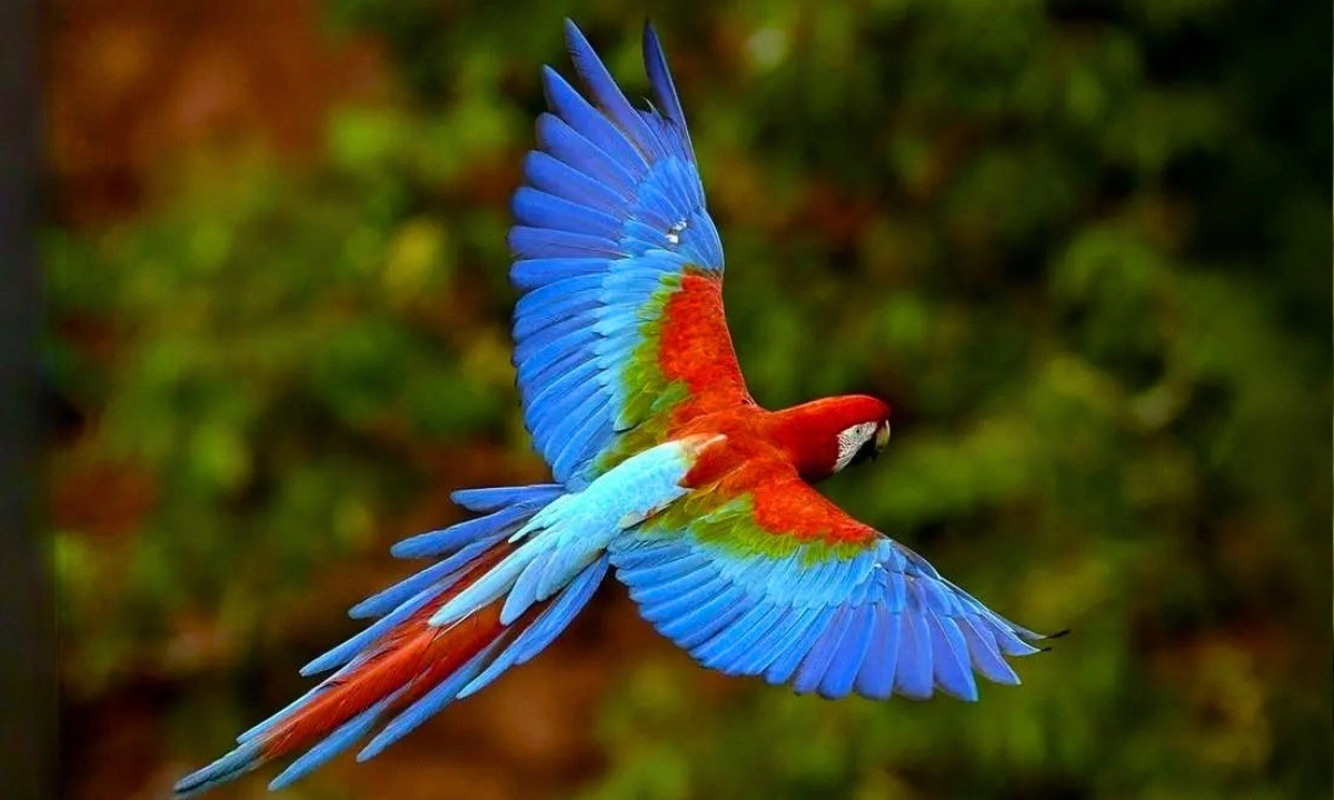 4 Species of Macaws in the Tambopata Rainforest: Puerto Maldonado 4 Species of Macaws in the Tambopata Rainforest: Puerto Maldonado