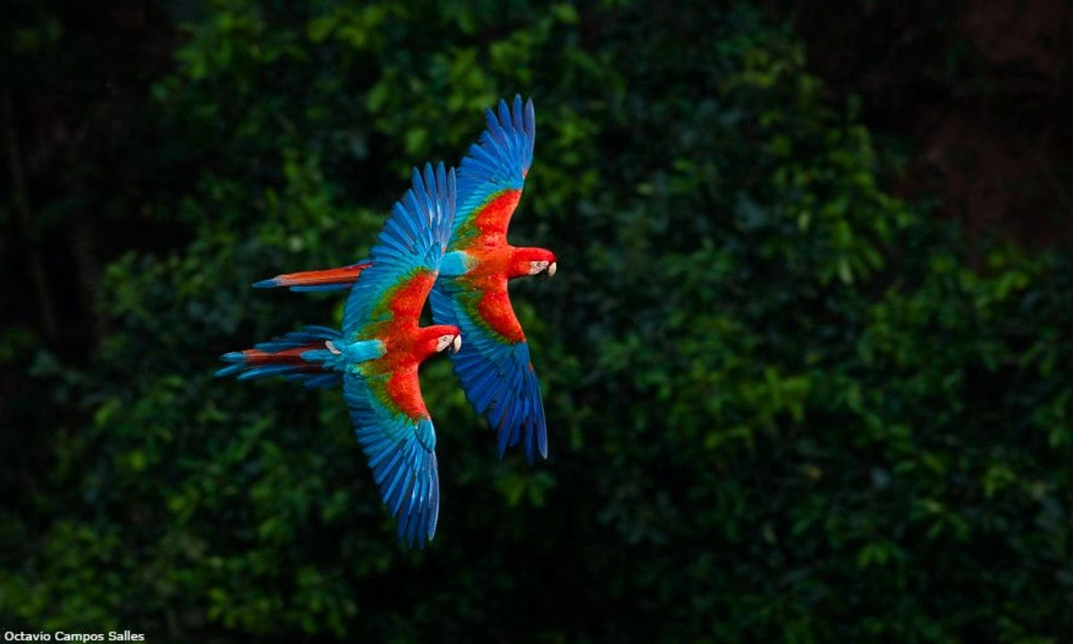 Les meilleurs sites d’observation des oiseaux en Amazonie péruvienne Les meilleurs sites d’observation des oiseaux en Amazonie