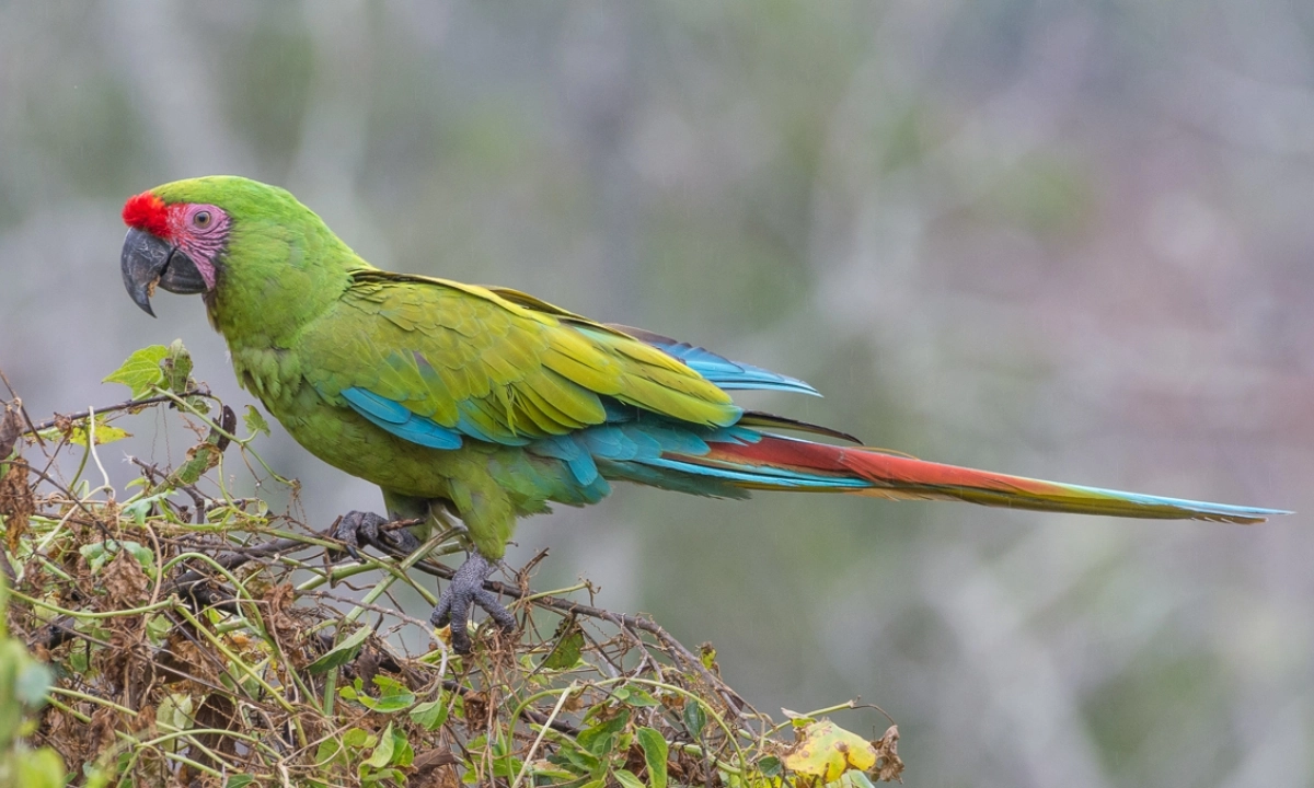 Tambopata Fauna: Viagem de observação na Selva Peruana Tambopata Fauna