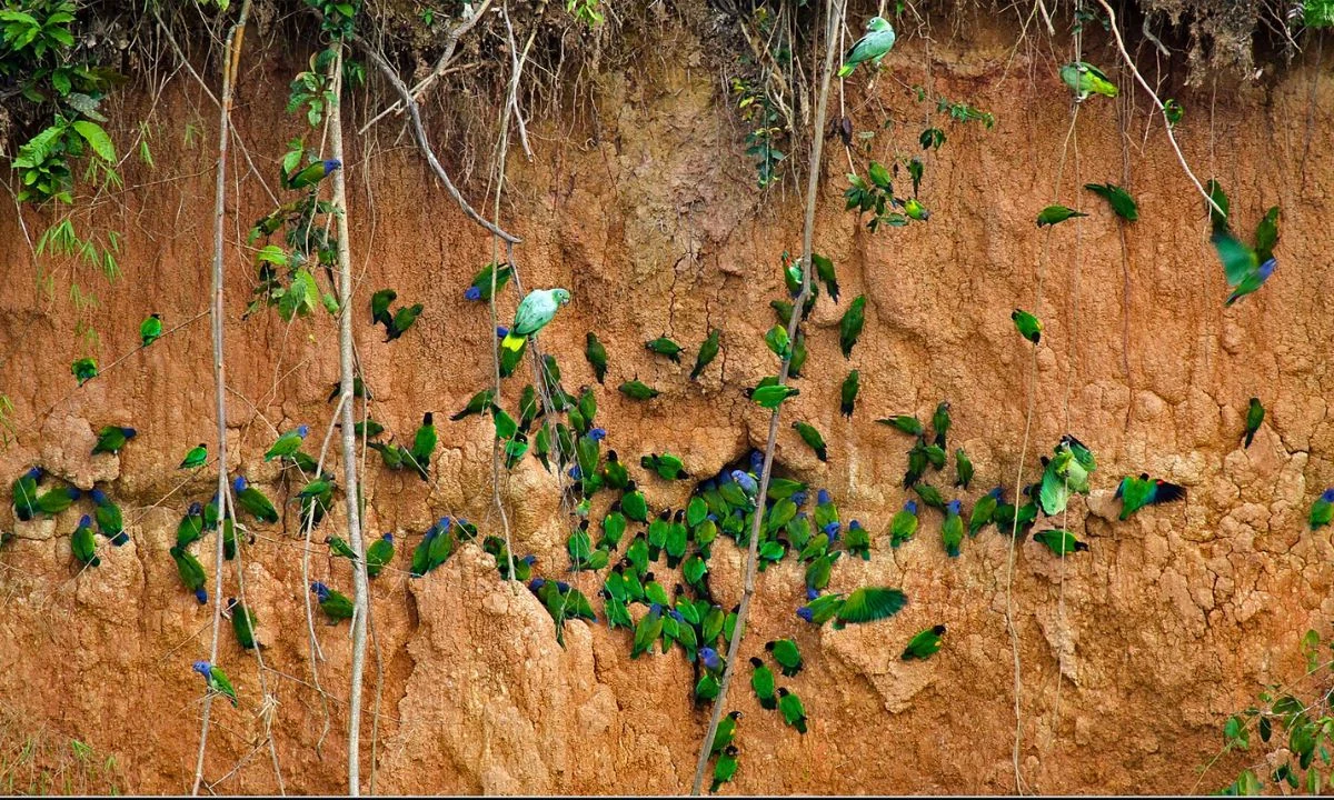 Tambopata Tour Macaw Clay Lick Chuncho