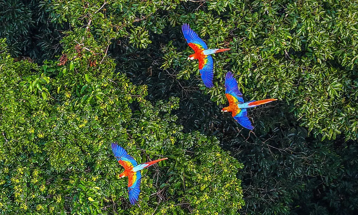Tambopata Tour Macaw Clay Lick Chuncho