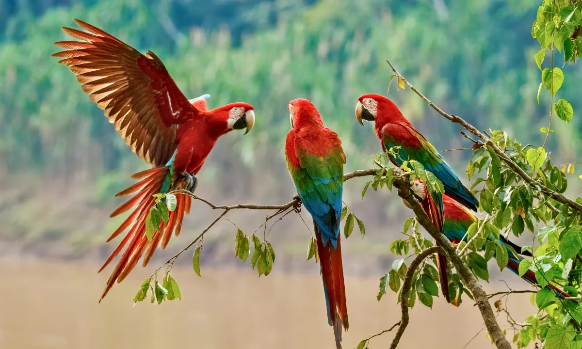 Tambopata Fauna: Viagem de observação na Selva Peruana