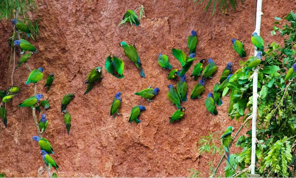 Chuncho Macaw Clay Lick Tour (4 Days) – Tambopata