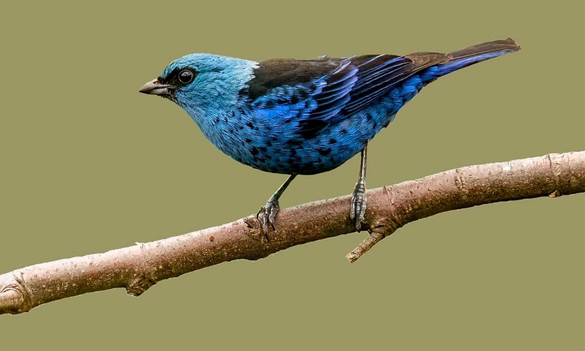 Les meilleurs sites d’observation des oiseaux en Amazonie péruvienne Les meilleurs sites d’observation des oiseaux en Amazonie