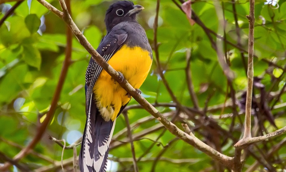 Manu Cloud Forest: The Hidden Gem Between the Andes and the Amazon