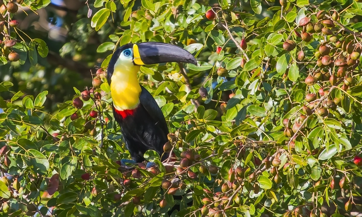 Les meilleurs sites d’observation des oiseaux en Amazonie péruvienne