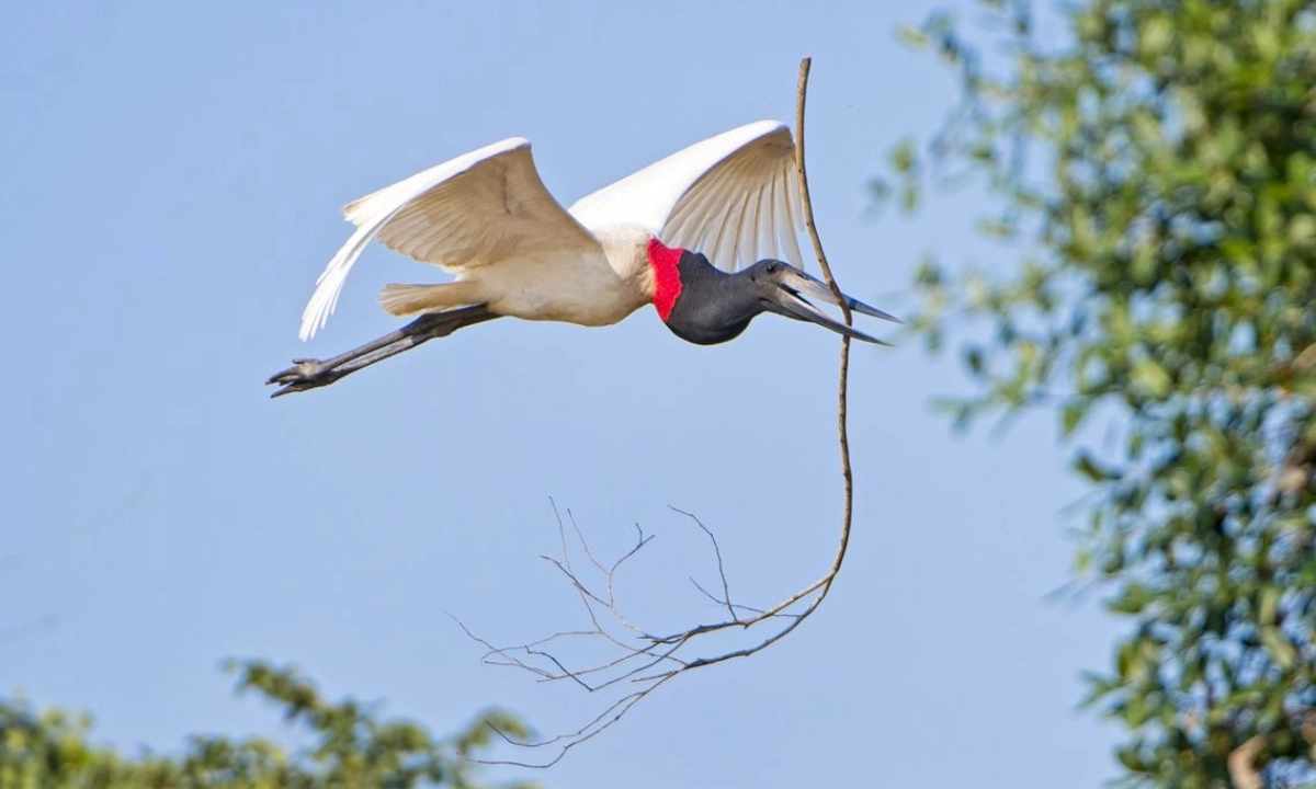 Les meilleurs sites d’observation des oiseaux en Amazonie péruvienne Les meilleurs sites d’observation des oiseaux en Amazonie