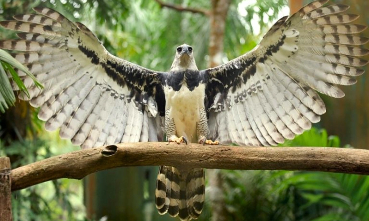 Tambopata Fauna: Viagem de observação na Selva Peruana Tambopata Fauna
