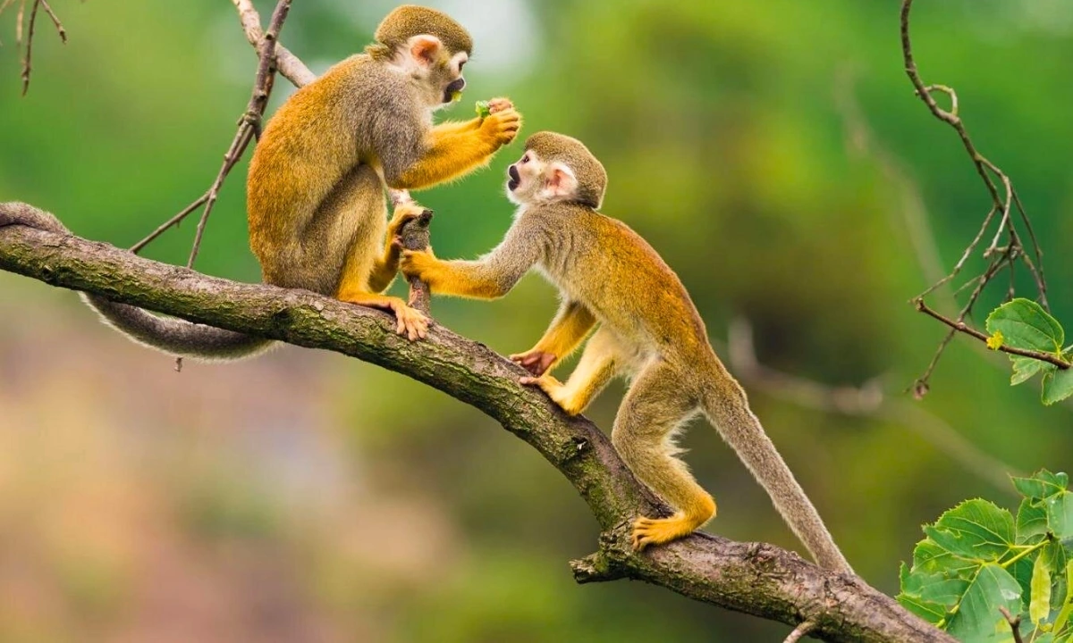 Book the Best Iquitos Tour