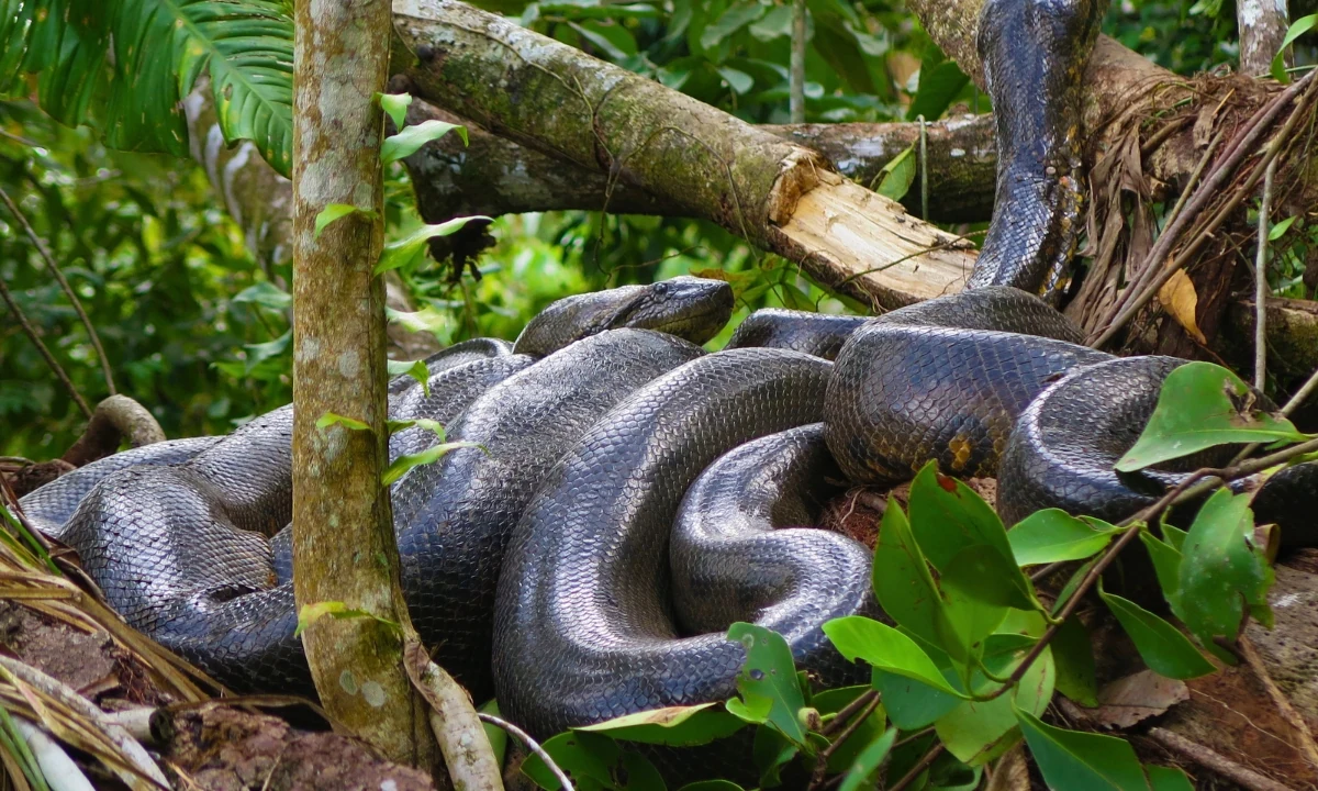 Tambopata Fauna: Viagem de observação na Selva Peruana