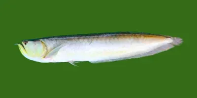 Amazon River Fishing: Expert Tips and Private Excursions Arowana - Amazon River Fishing
