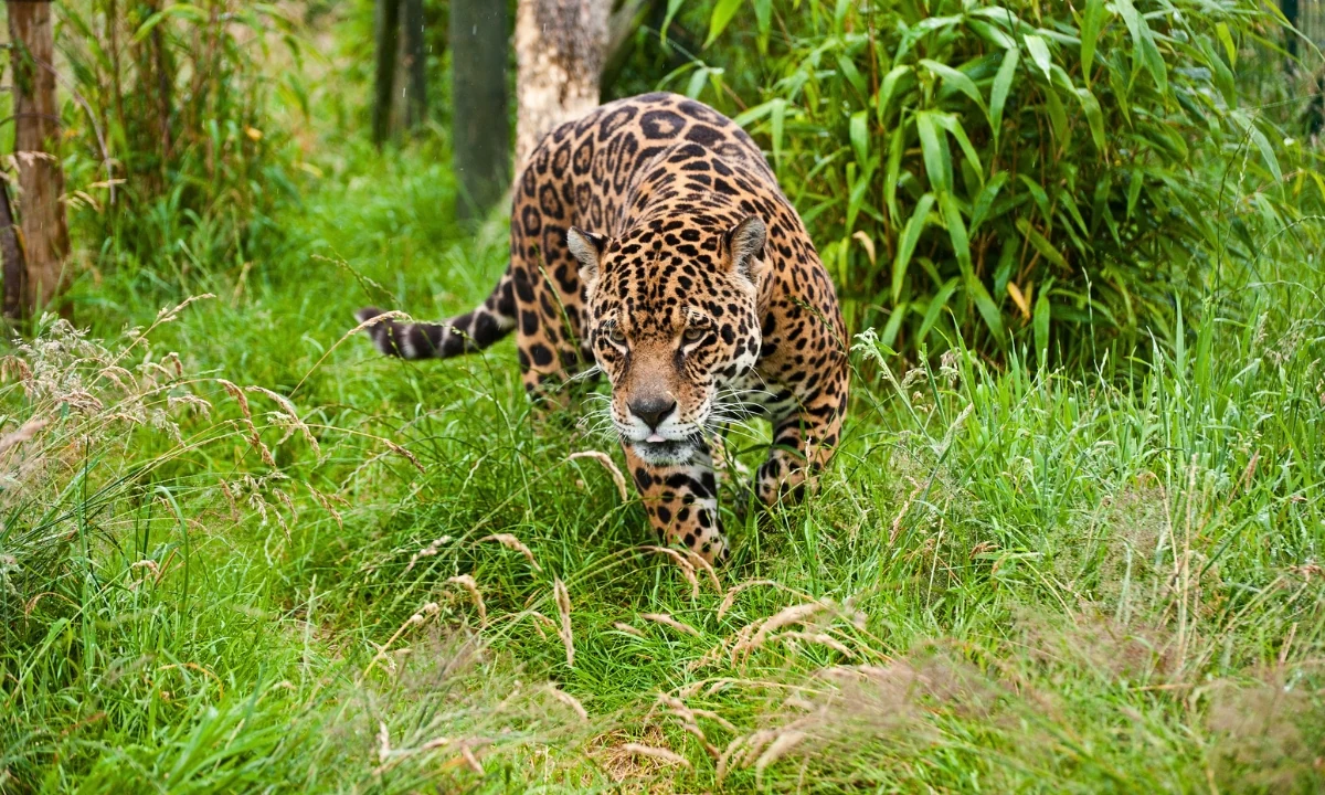 Tambopata Fauna: Viagem de observação na Selva Peruana Tambopata Fauna