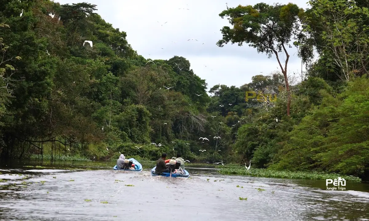 La Odisea: Aventura en la Amazonía Peruana - Avistamiento de aves en pacaya samiria
