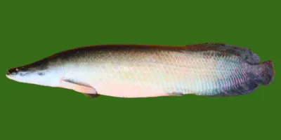 Amazon River Fishing: Expert Tips and Private Excursions Arapaima - Amazon River Fishing
