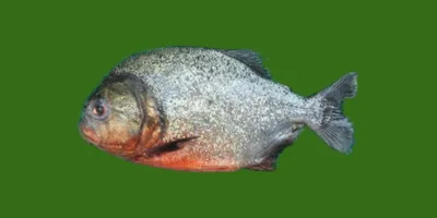 Amazon River Fishing: Expert Tips and Private Excursions