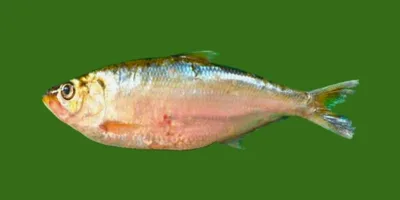 Amazon River Fishing: Expert Tips and Private Excursions