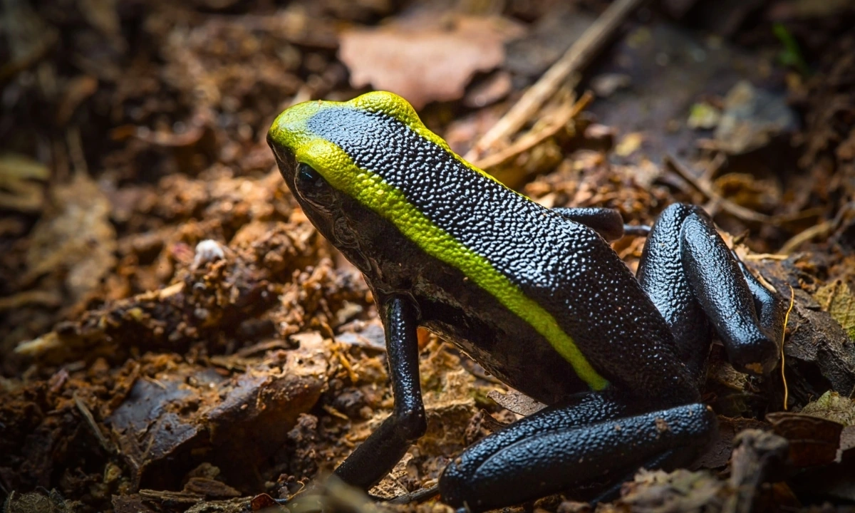 Tambopata Fauna: Viagem de observação na Selva Peruana Tambopata Fauna