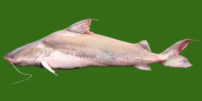 Amazon River Fishing: Expert Tips and Private Excursions