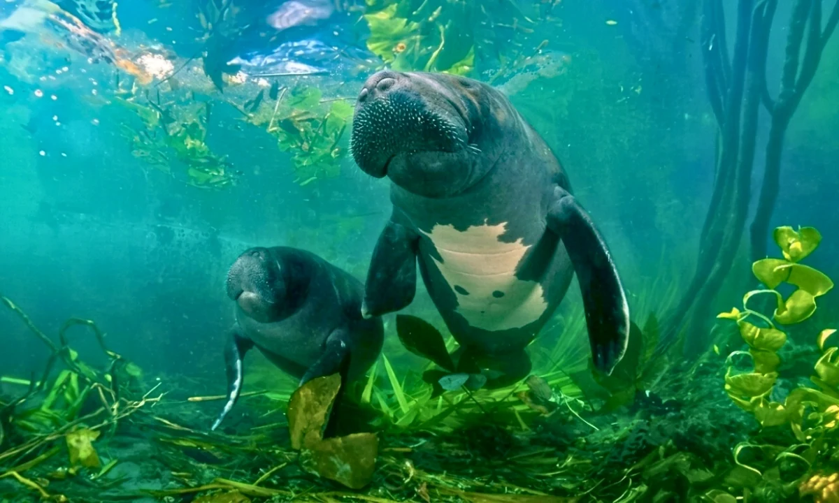 37 Animaux de la forêt à l’état sauvage : Faune de l’Amazonie 37 Animaux de la forêt à l’état sauvage