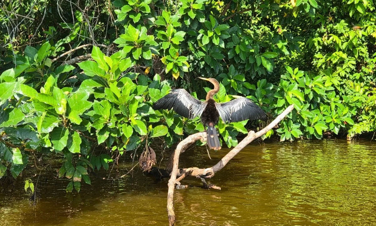 How Many Days Do You Need to Visit Tambopata? How Many Days Do You Need to Visit Tambopata?