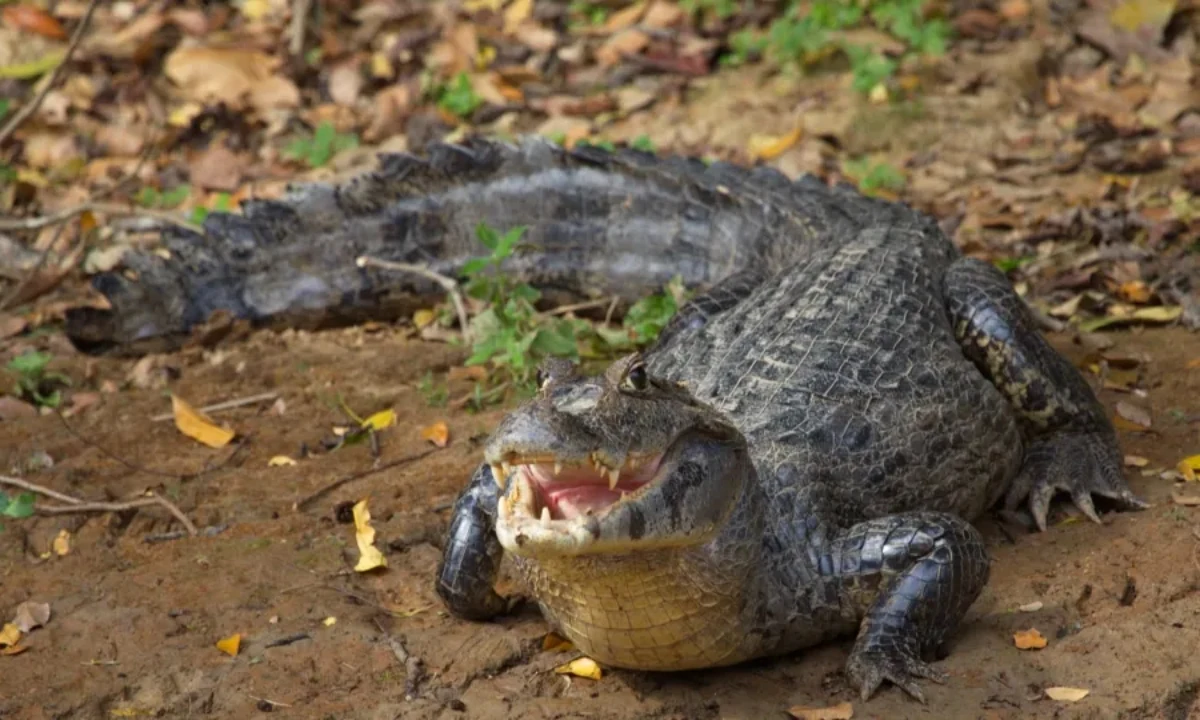 37 Animaux de la forêt à l’état sauvage : Faune de l’Amazonie