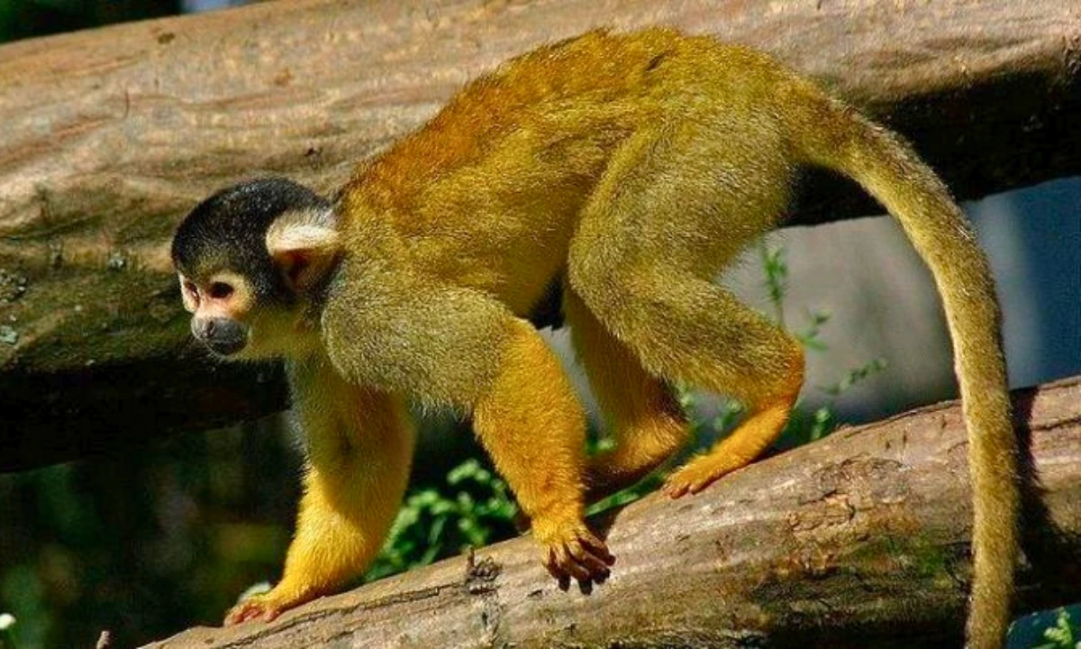 37 Animaux de la forêt à l’état sauvage : Faune de l’Amazonie