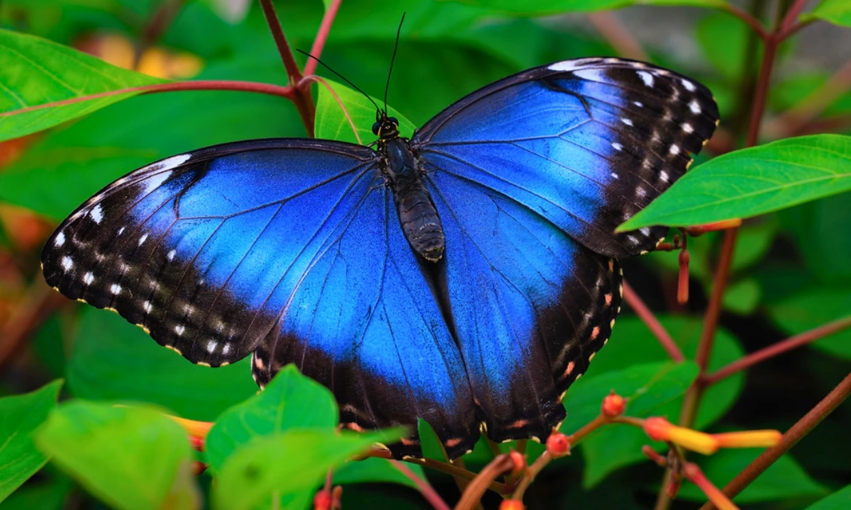 Blue Morpho Butterfly: An Iconic Butterfly in the Amazon