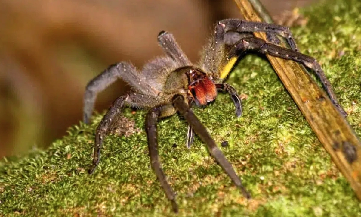 37 Animaux de la forêt à l’état sauvage : Faune de l’Amazonie 37 Animaux de la forêt à l'état sauvage
