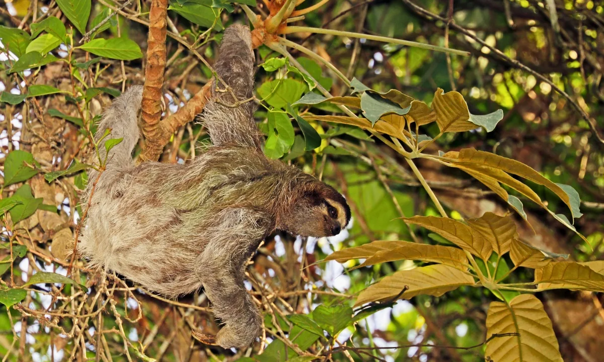 37 Animaux de la forêt à l’état sauvage : Faune de l’Amazonie