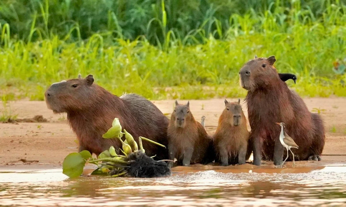 37 Animaux de la forêt à l’état sauvage : Faune de l’Amazonie 37 Animaux de la forêt à l’état sauvage