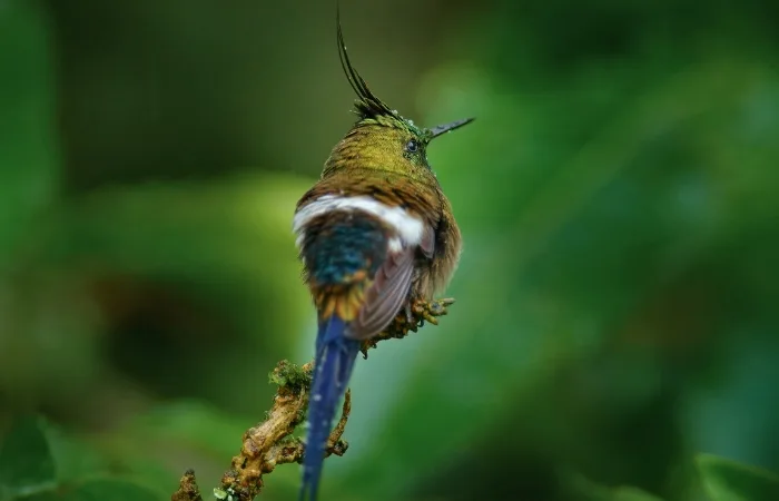 The Rarest Bird in Manu: Harpy Eagle and 10 Avian Gems