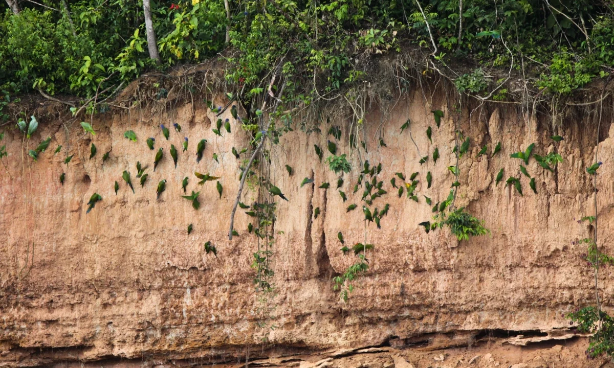 5 Parrot Clay Licks in Tambopata You Should Visit 5 Parrot Clay Licks in Tambopata You Should Visit