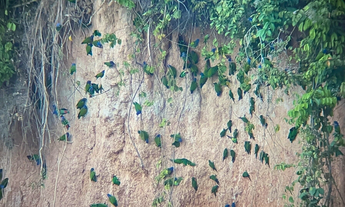 5 Parrot Clay Licks in Tambopata You Should Visit 5 Parrot Clay Licks in Tambopata You Should Visit
