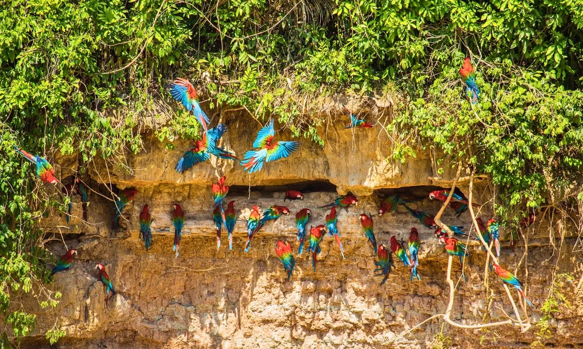 5 Parrot Clay Licks in Tambopata You Should Visit