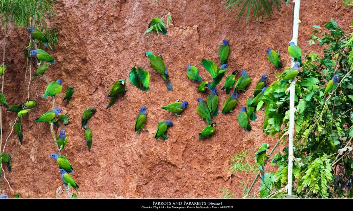 5 Parrot Clay Licks in Tambopata You Should Visit 5 Parrot Clay Licks in Tambopata You Should Visit