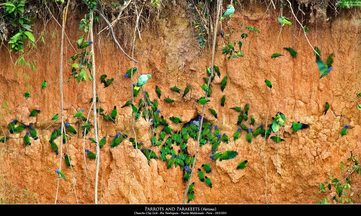 5 Parrot Clay Licks in Tambopata You Should Visit 5 Parrot Clay Licks in Tambopata You Should Visit