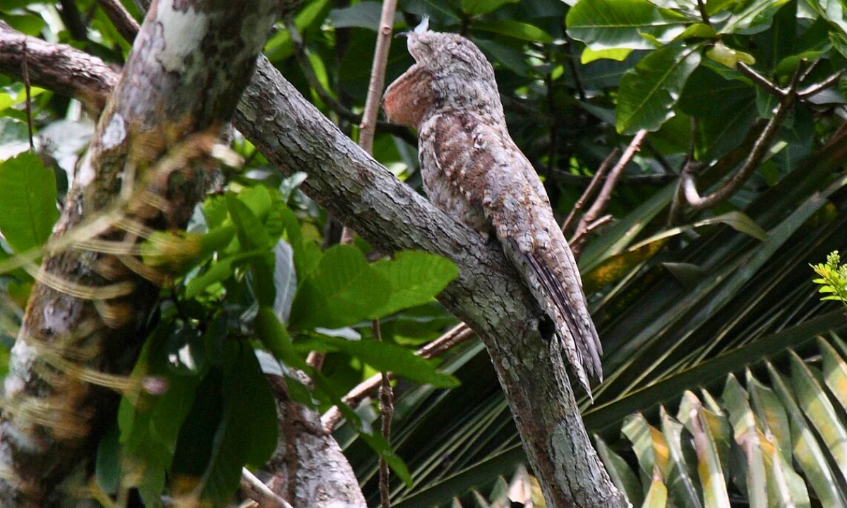 37 Animaux de la forêt à l’état sauvage : Faune de l’Amazonie