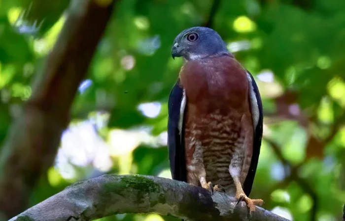 The Rarest Bird in Manu: Harpy Eagle and 10 Avian Gems