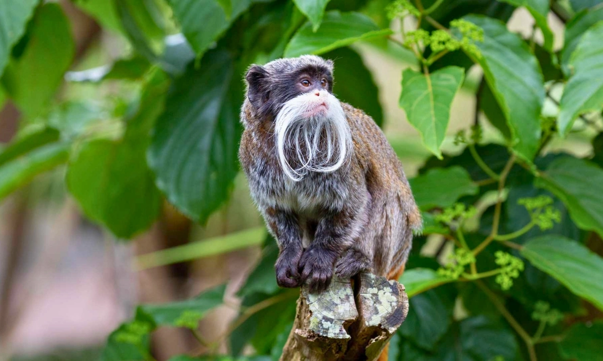 37 Animaux de la forêt à l’état sauvage : Faune de l’Amazonie 37 Animaux de la forêt à l’état sauvage