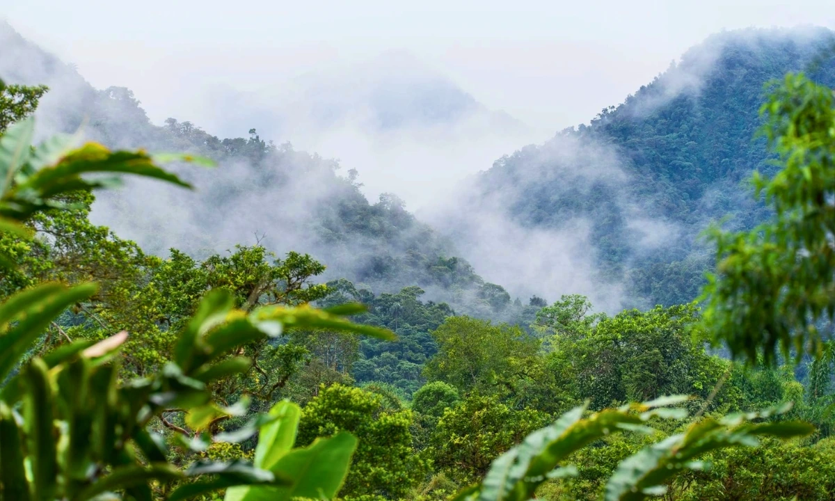 Manu Cloud Forest: The Hidden Gem Between the Andes and the Amazon Manu Cloud Forest