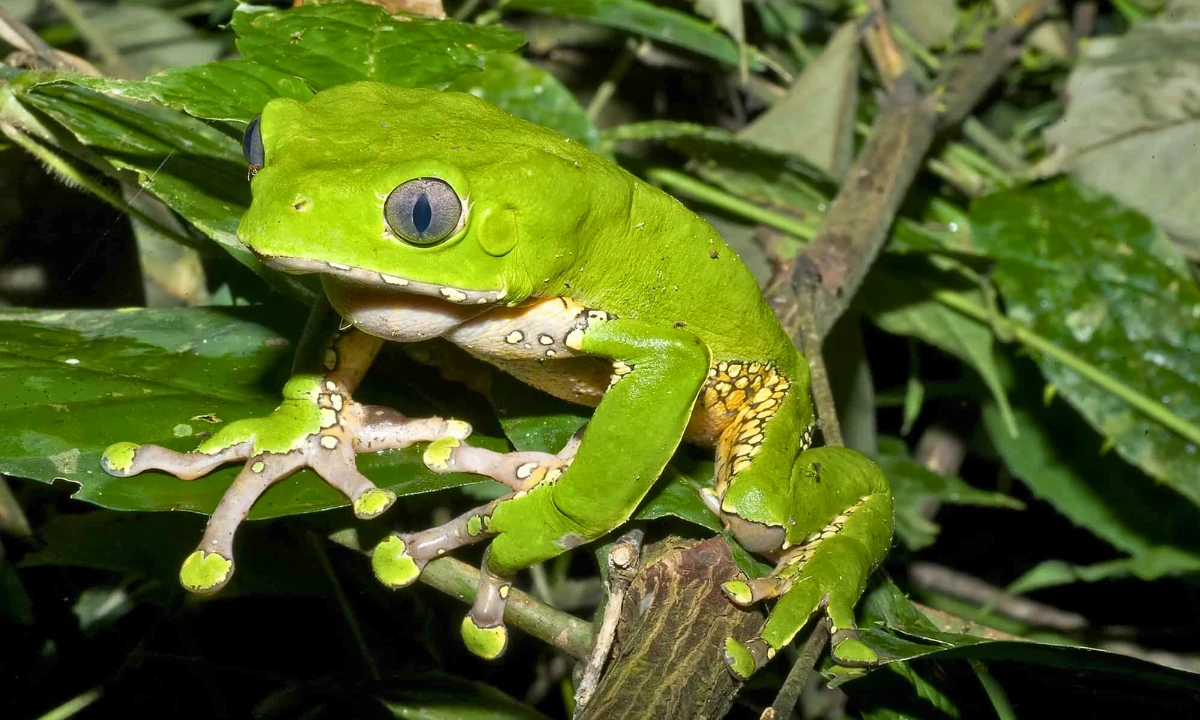 37 Animaux de la forêt à l’état sauvage : Faune de l’Amazonie 37 Animaux de la forêt à l'état sauvage