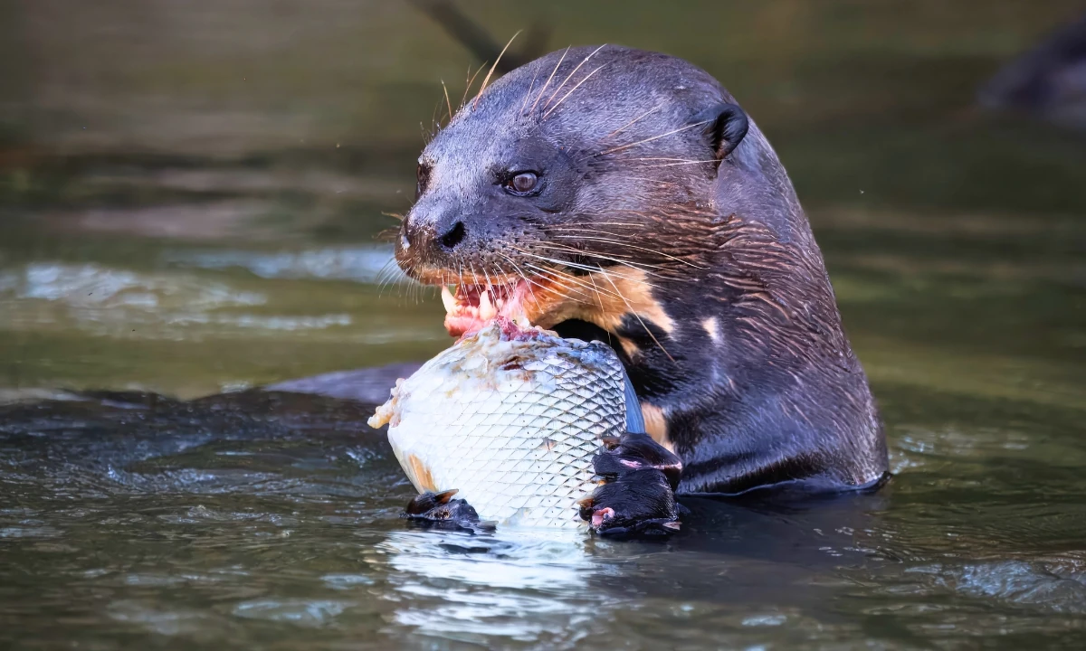 37 Animaux de la forêt à l’état sauvage : Faune de l’Amazonie 37 Animaux de la forêt à l’état sauvage