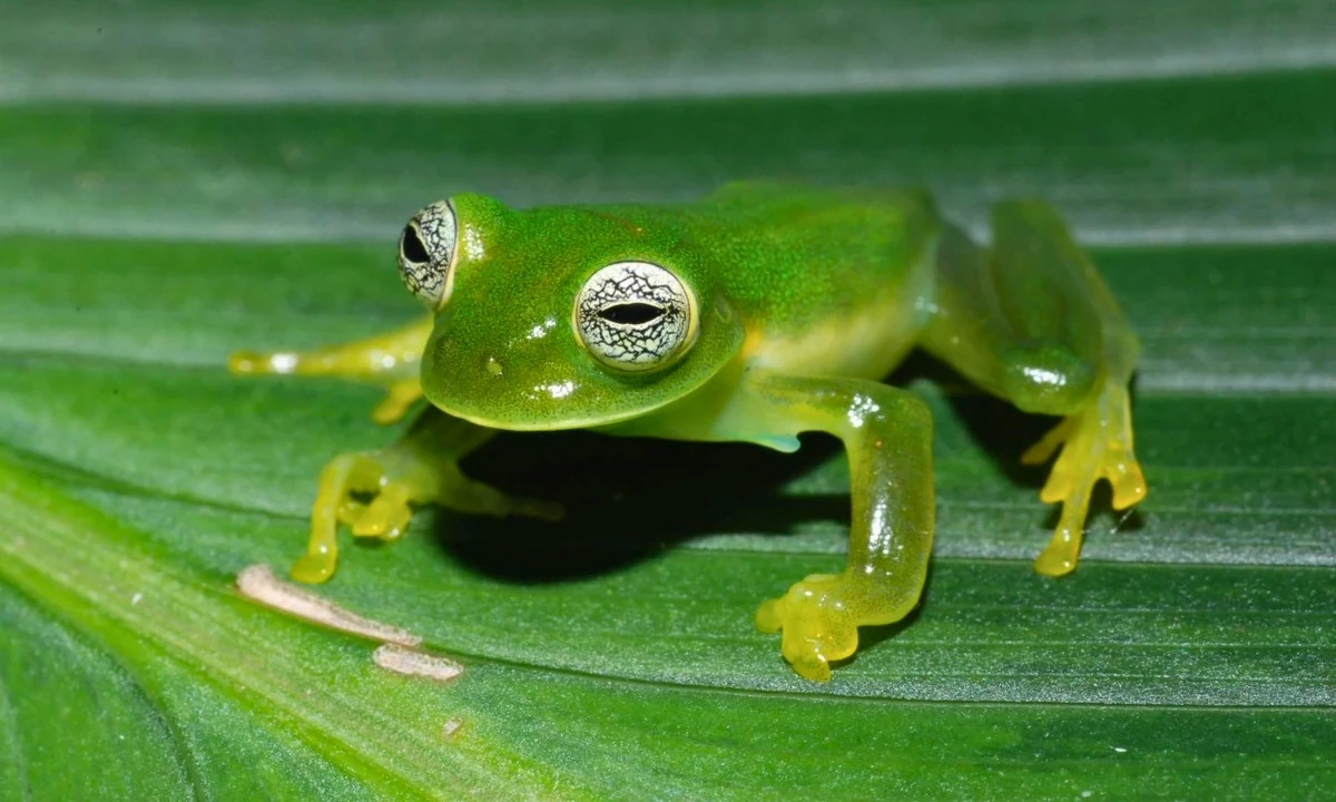 37 Animaux de la forêt à l’état sauvage : Faune de l’Amazonie 37 Animaux de la forêt à l’état sauvage