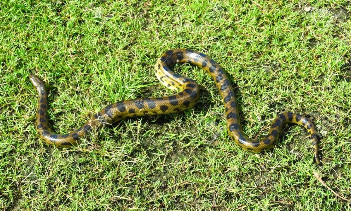 37 Animaux de la forêt à l’état sauvage : Faune de l’Amazonie 37 Animaux de la forêt à l’état sauvage